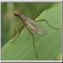 Otites sp - Schmuckfliege 01c.jpg